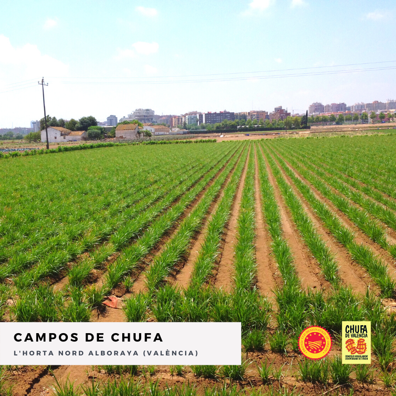 CHUFA A GRANEL con D.O. Chufa de Valencia | Mon Orxata