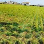 Chufa Tradicional 5 kg | Chufa de Valencia D.O. para Horchata