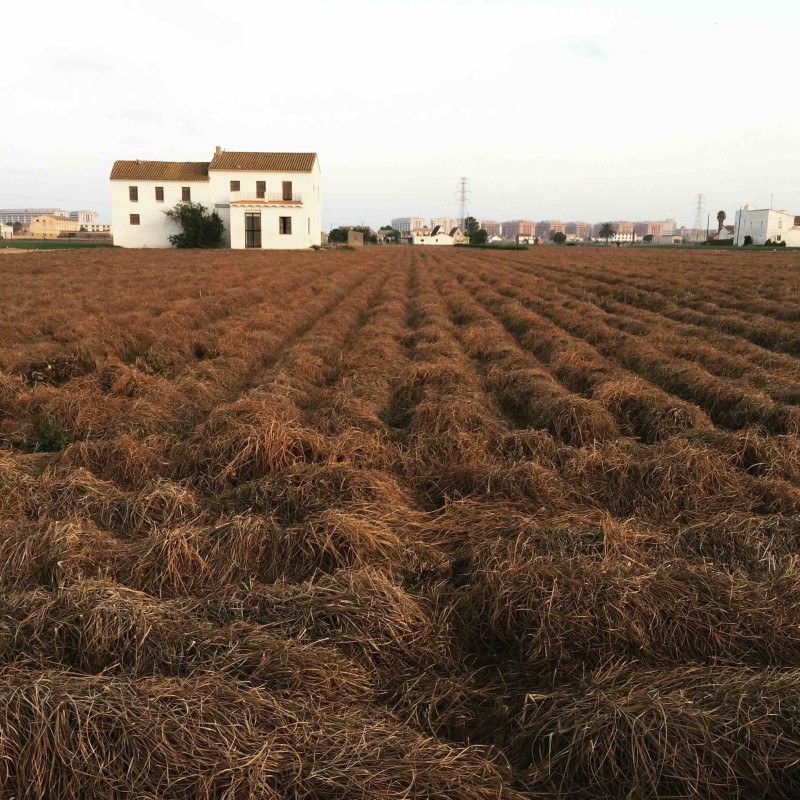 Horchata Sin Azúcar 1 L | Chufa Ecológica D.O. Valencia