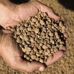 CHUFA A GRANEL ECOLOGICA