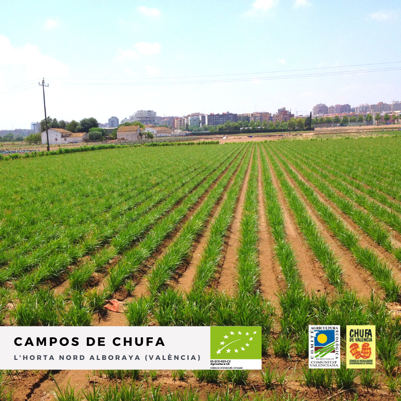 Chufa Ecológica D.O. Valencia 5 kg | Formato Ahorro
